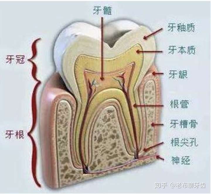 22岁拔第二磨牙怎么说?