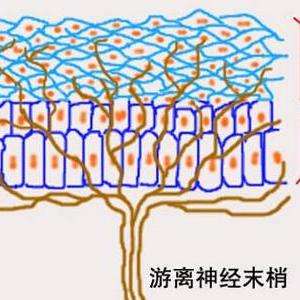 神经末梢按其功能不同,分为感觉神经末梢和运动神经末梢; 感觉神经