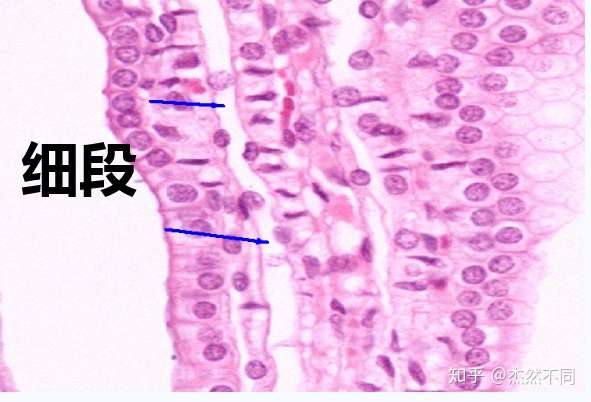 组胚实验图泌尿系统