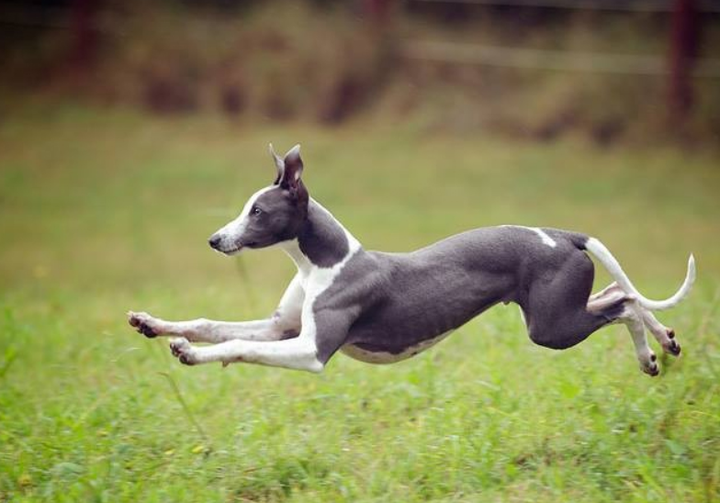 是大型犬,与之相似的可以考虑下与灵缇长得很相似的中型犬——惠比特