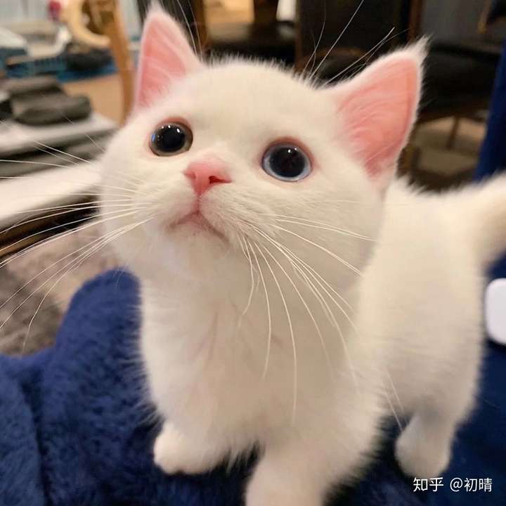 有没有可爱点的猫咪头像?