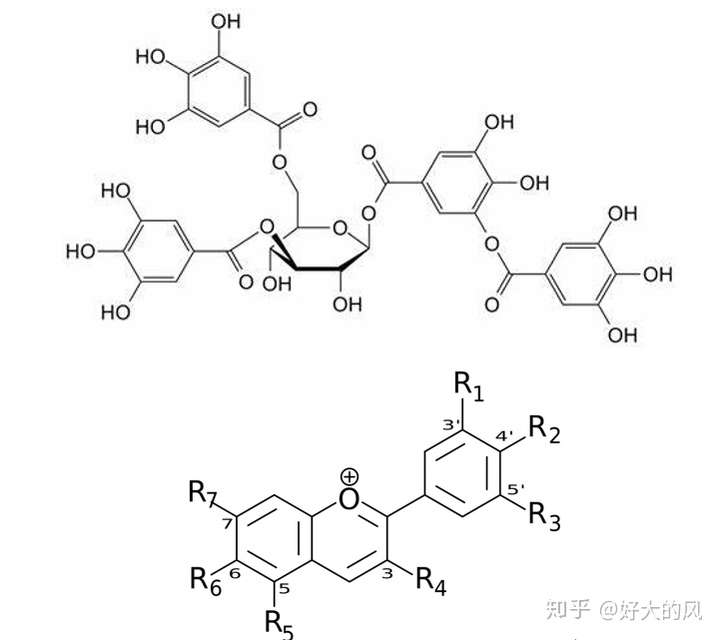 单宁与花青素的分子结构