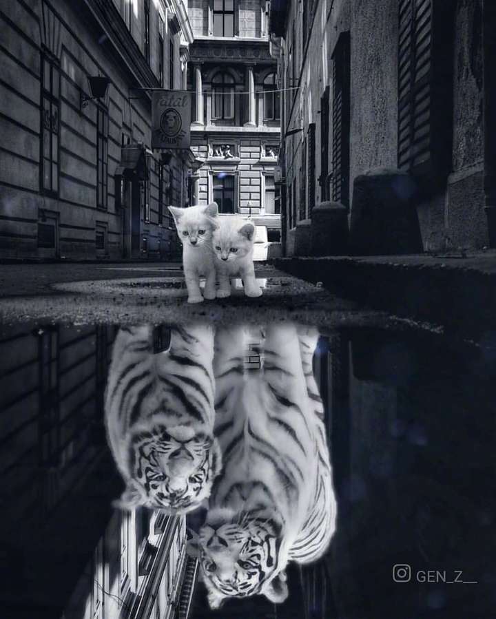 我想找那张一只猫水下倒影是一只老虎的图片请问谁有啊