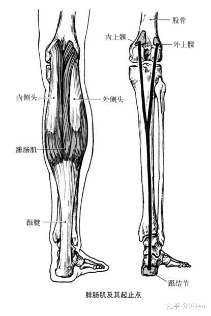 腓肠肌