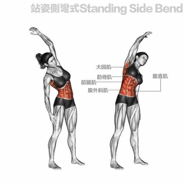 站姿侧弯 练习目的:拉伸腹外斜肌和身体侧面的肌肉 动作标准:站直