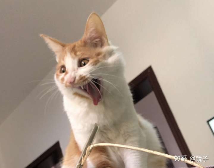 猫真的会被打服吗?