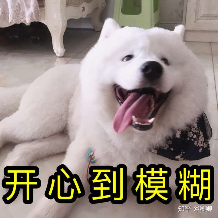 宠物真的都很开心吗