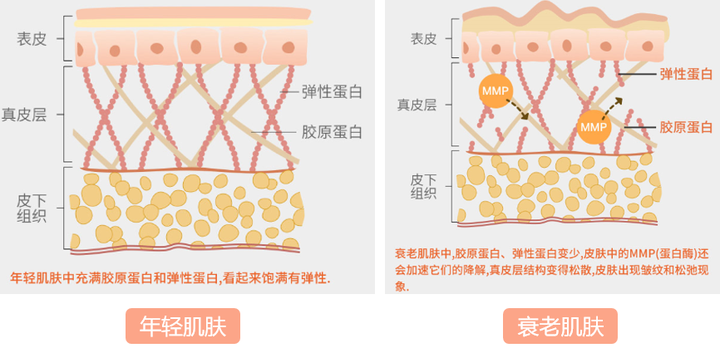 如何补充胶原蛋白和弹性蛋白 知乎