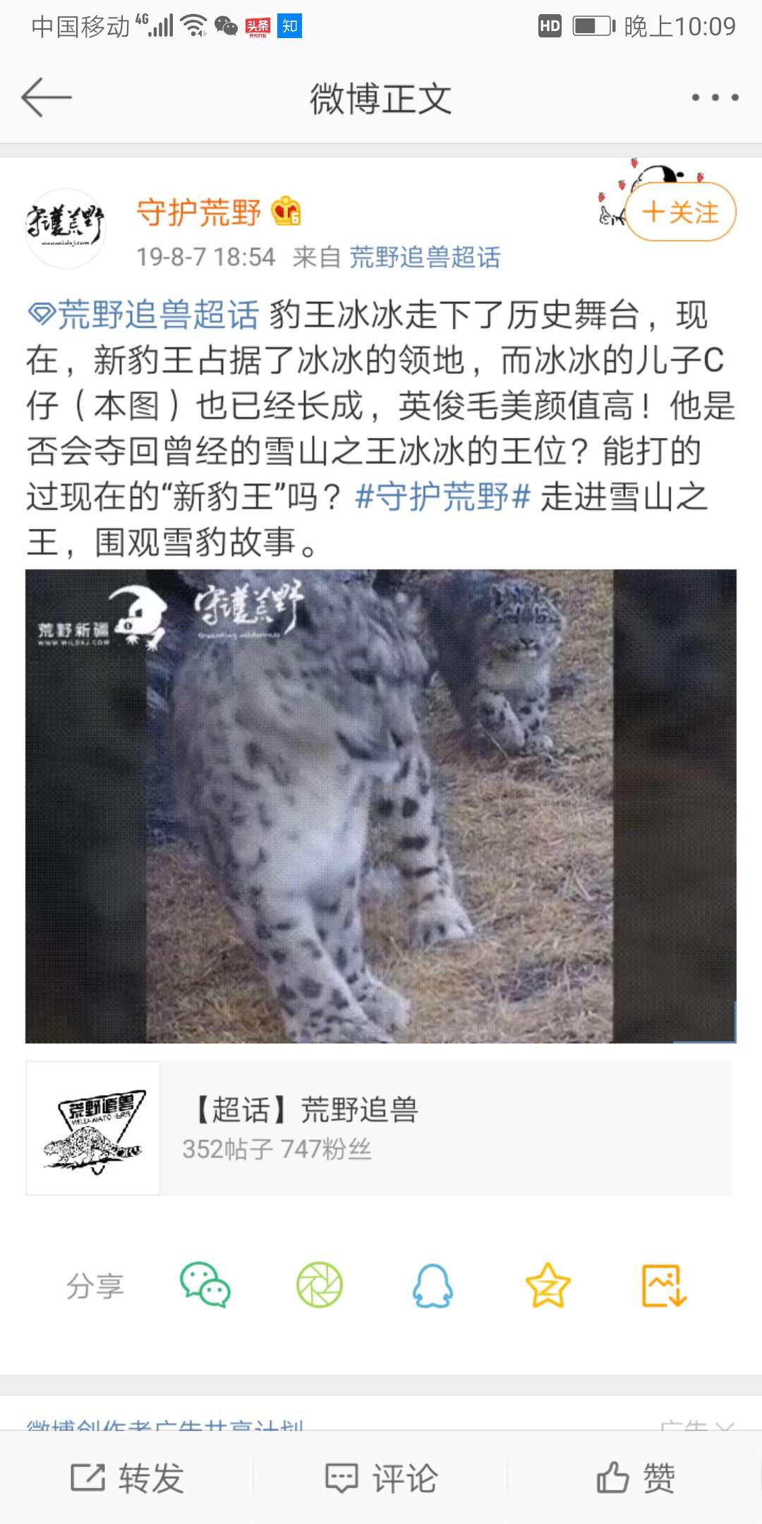 这位豹王冰冰成名更早,并没有蹭热度.