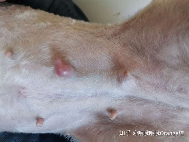 谁家狗狗得过乳腺肿瘤啊求帮助急