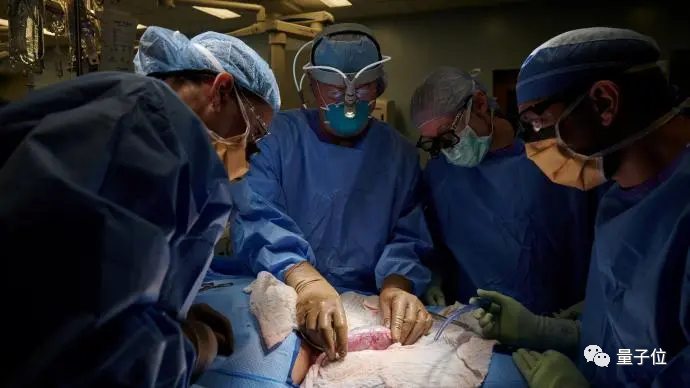 全球首例猪心移植人体手术57岁晚期心脏病患者术后状况良好