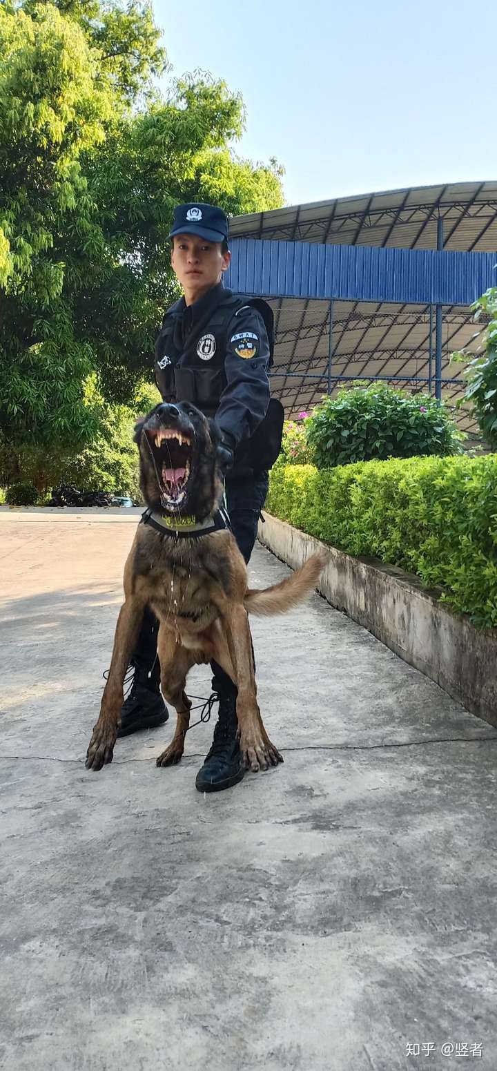 如何才能当上警犬训导员?
