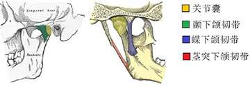 颞下颌关节功能解剖