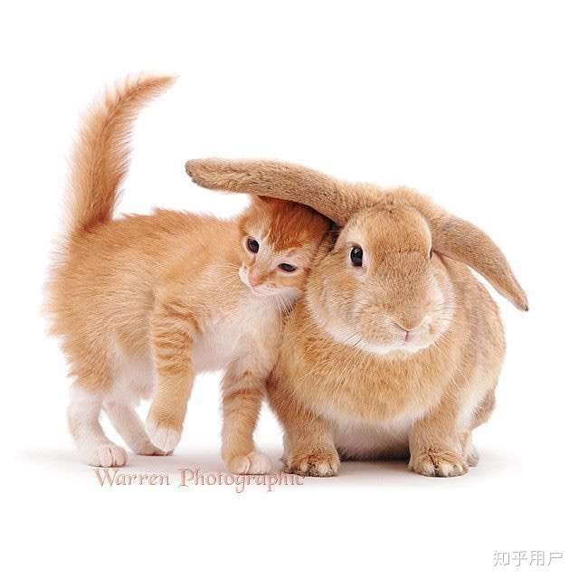 貂绒,猫猫兔兔可爱.