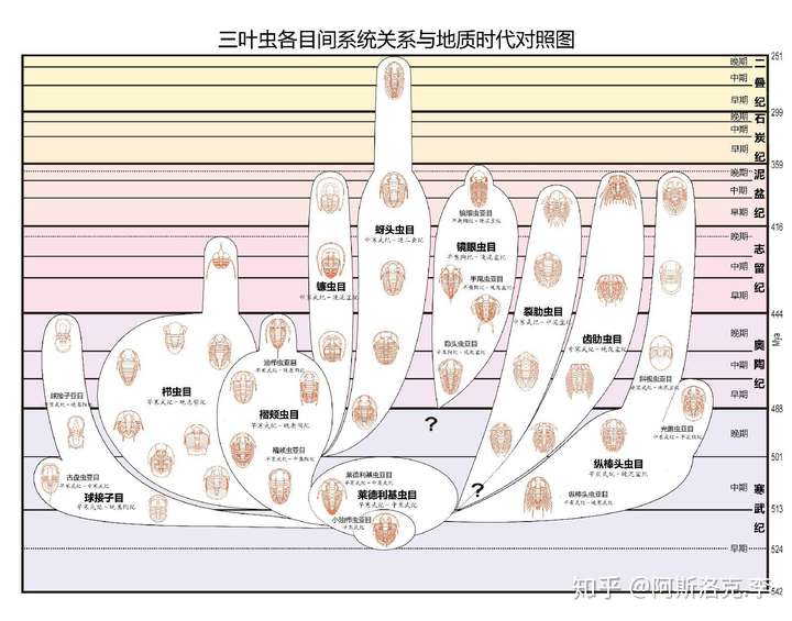 三叶虫的演化树,像不像一个树中指的手