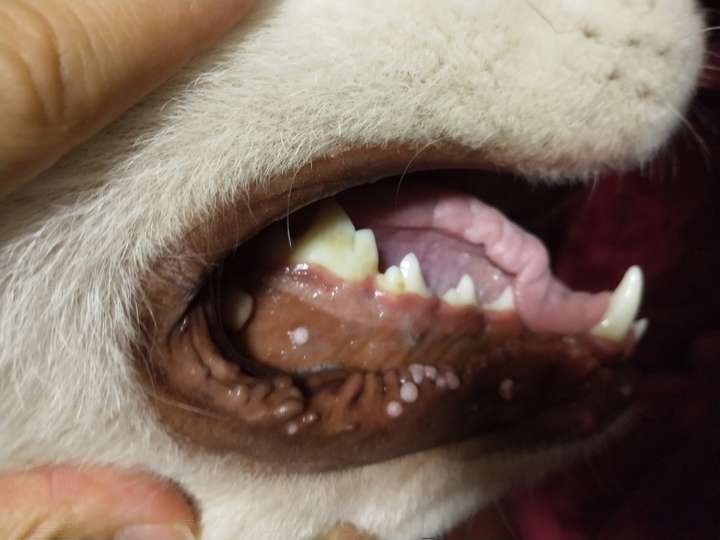 狗狗口腔里长菜花瘤如何治疗?