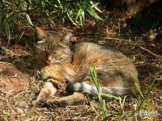 silvestris lybica),也称为沙漠猫,是野猫的一个亚种