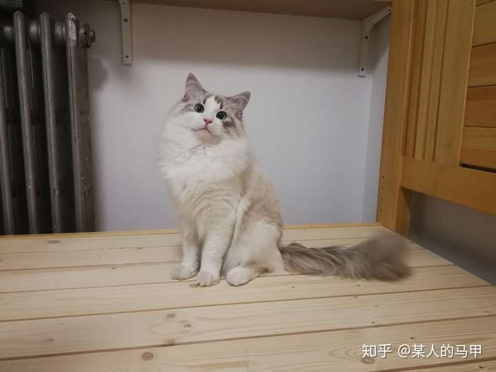 这只布偶3500值得买么?