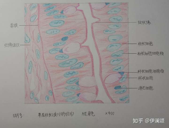 上皮组织,高倍镜单层柱状上皮(小肠