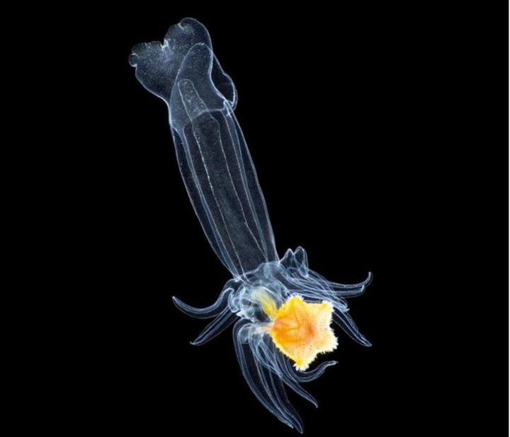 海星幼体其实是长这个样子的