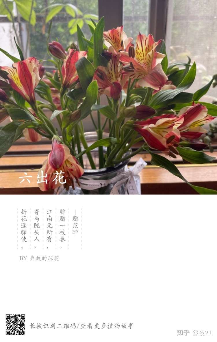 夜21 的想法 折花逢驿使,寄与陇头人 知乎