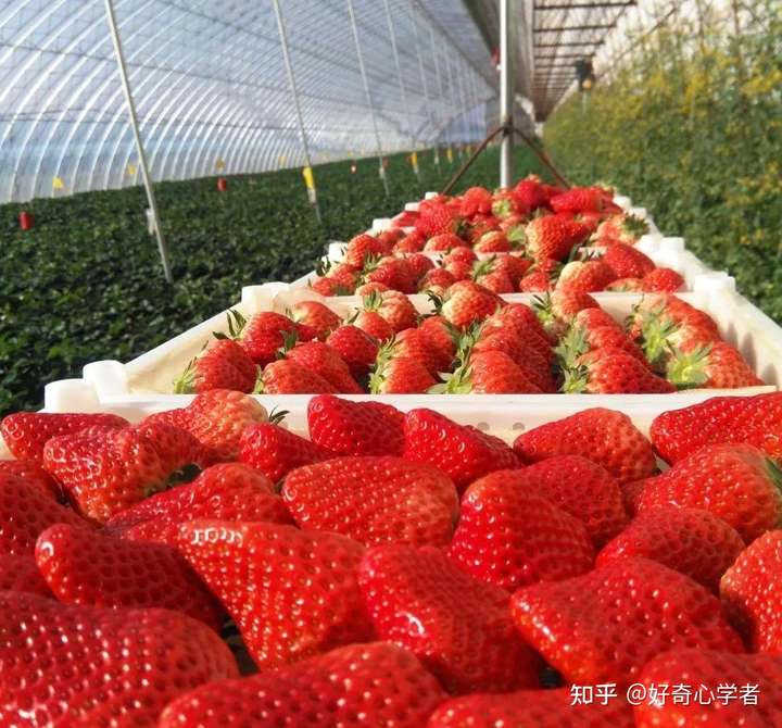 在外地怎么能买到正宗新鲜的丹东九九草莓?