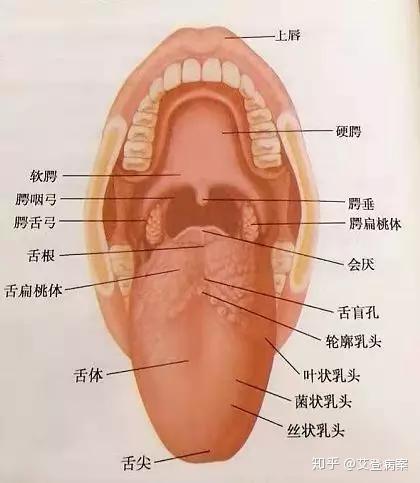 建议收藏专科病历编码系列之口腔汇总