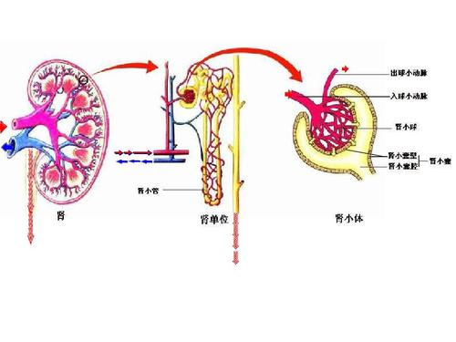 尿液形成的过程:血液经过肾脏的肾小球,肾小管被滤过和重吸收,最终