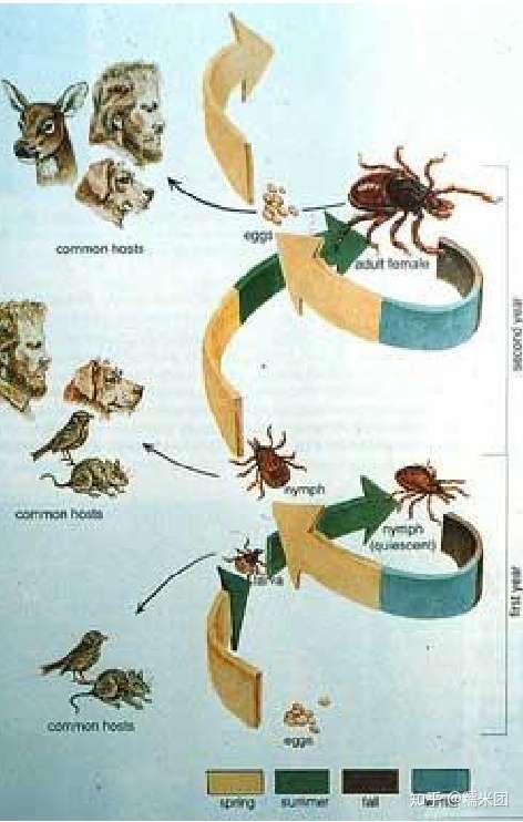 「莱姆病」的病因和症状表现是什么,如何预防与治疗?