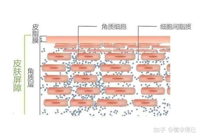 有人说皮肤屏障受损就不能修复好了,角质层是不可逆的