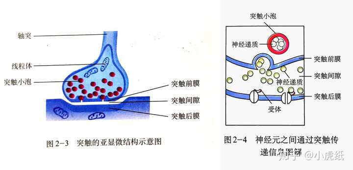 突触的基本结构和意义是什么