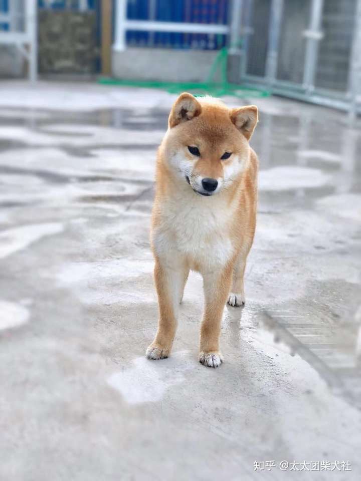 柴犬怎么看纯不纯?