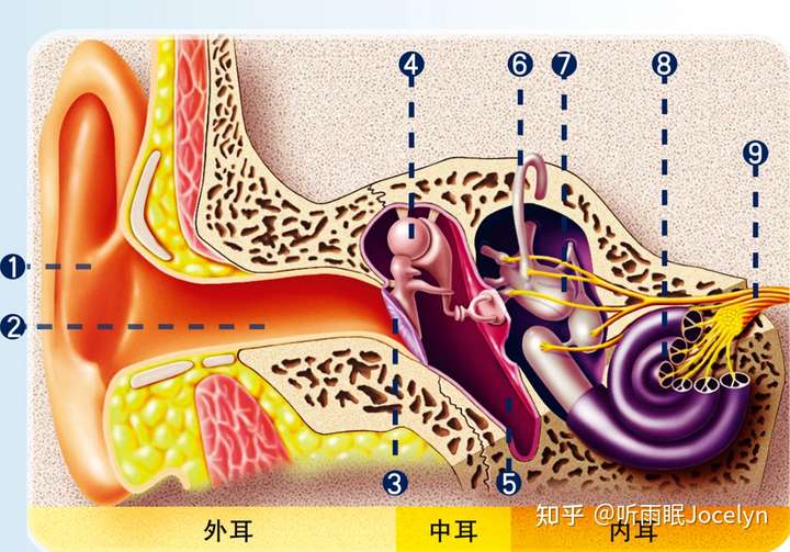 鼓膜;4. 听骨链;5. 咽鼓管; 6. 半规管;7. 前庭; 8. 耳蜗;9. 听神经