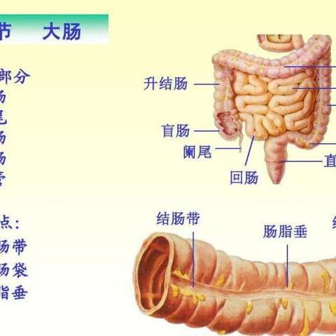 大肠