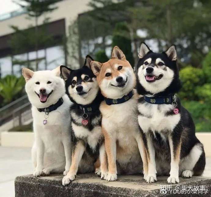 黑色柴犬多少钱一只?