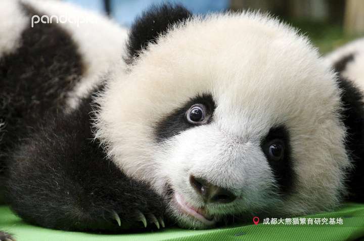 圆滚滚胖乎乎的 很多人觉得小熊更可爱,但真的有些熊猫越长大越可爱