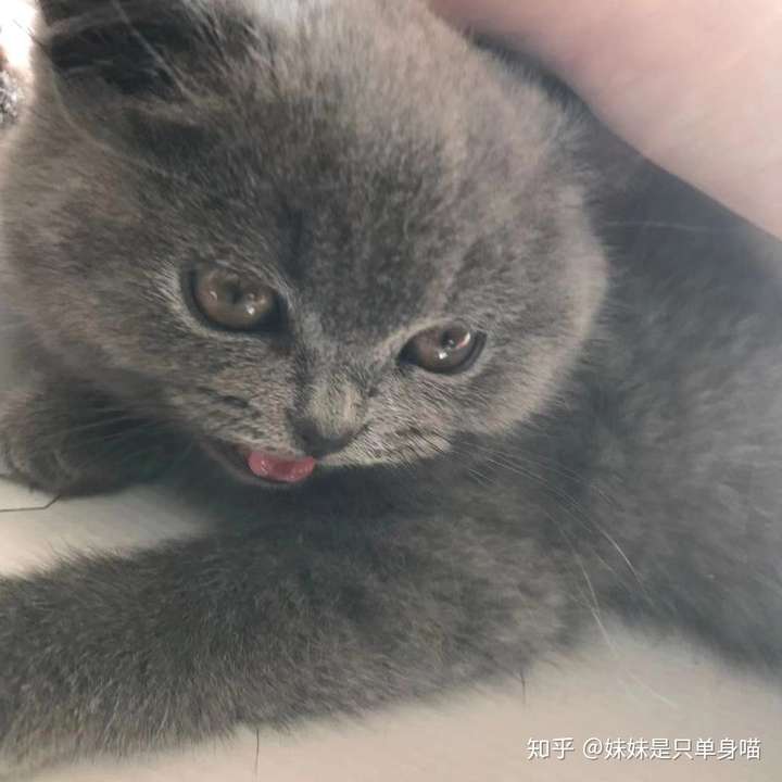 这只波斯系蓝猫的眼睛为什么是这个颜色?