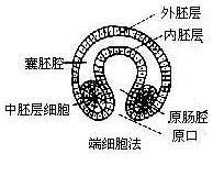 因为体腔囊来源于原肠背部两侧,所以又叫肠体腔法,后口中棘皮