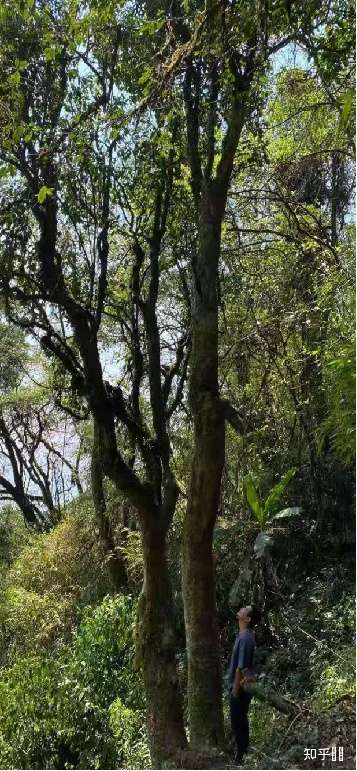 中轴型野生古茶树