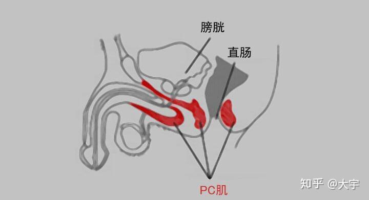 pc肌的用处是什么怎么锻炼呢?