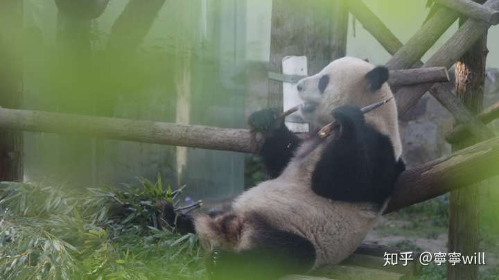 大熊猫喜欢吃什么