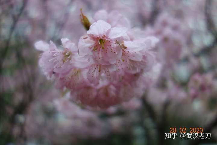 老刀：谁欠李文亮一晚霓虹相送？【封城笔记】