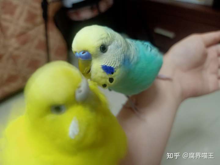 这是一对什么品种的鹦鹉,是大头虎皮鹦鹉,还是云斑虎皮,还是一般的绿