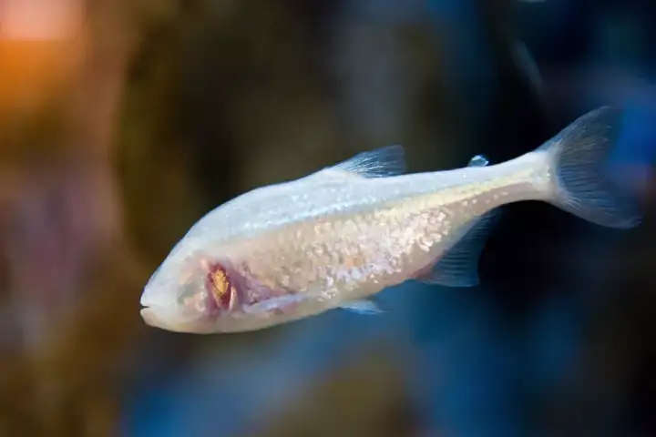 墨西哥脂鲤(astyanax mexicanus)