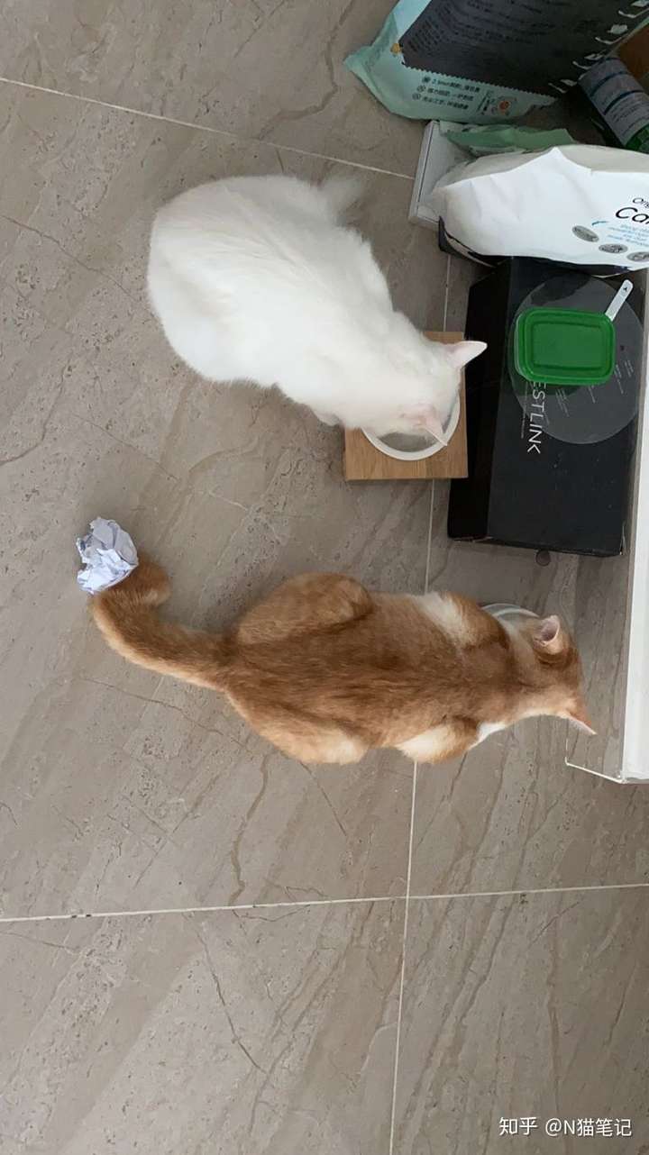 图中橘猫的尾巴比较明显