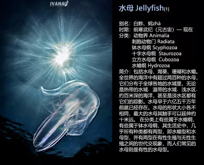 先从水母开始说起 坊间相传水母死后会变成水,由此人们称其为水母意