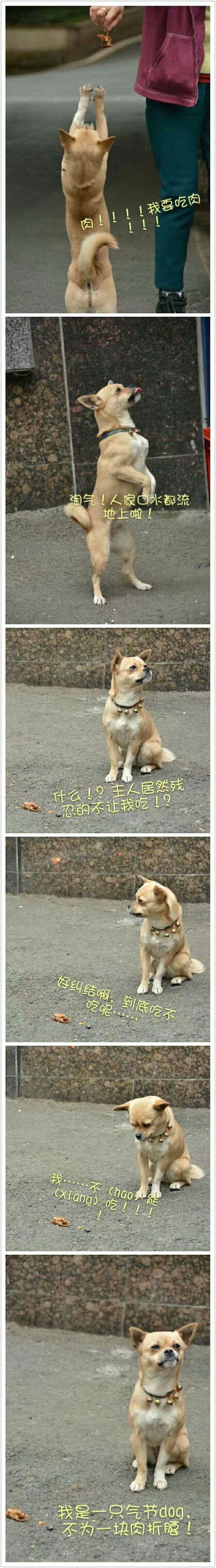 你知道哪些关于狗狗智商的故事?