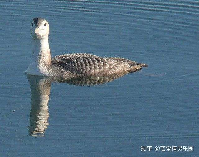 潜鸟有什么习性?