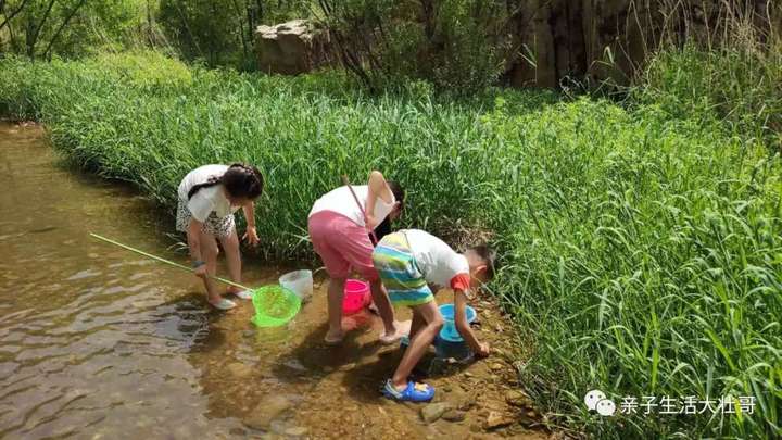 大壮哥带你游山玩水丨免费蹚水好去处捕鱼捉虾生态自然