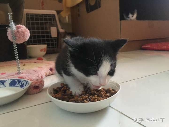 两个月的猫可以吃全猫粮吗?全猫粮有什么可以推荐的?